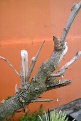 Weathered Tree Branch Against Orange Wall