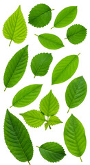 Naklejka premium Isolated Realistic Green Leaves on Transparent Background