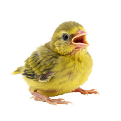 Obraz premium Photo of Baby Bird Chick Isolated on Transparent Background