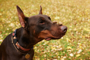 Doberman balancing treats on its nose in a playful autumn scene