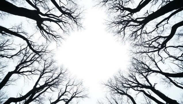 Leafless tree branches stretch upward, creating a stark black silhouette against a bright white sky in a winter or late autumn scene.