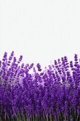 Naklejka premium Beautiful Lavender Field Against White Background