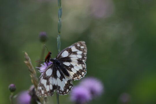 Papillon demi deuil