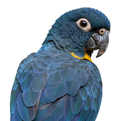 Obraz premium Realistic Photo Isolated Hyacinth Macaw Parrot