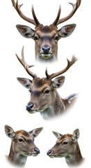 Naklejka premium Realistic PNG of Four Deer Heads With Antlers on Transparent Background