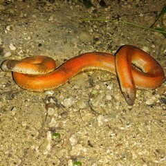 Vibrant Coral Snake on Sandy Ground