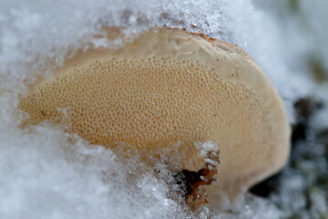 Champignon de souche sous la neige