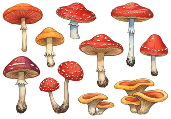 Set of Mushrooms Illustration on Transparent Background