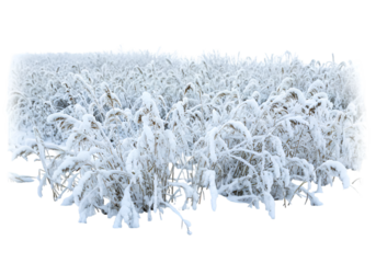 Realistic Isolated Snowy Grass Field on Transparent Background