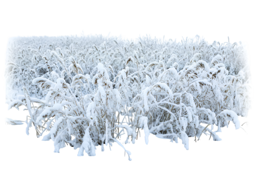 Realistic Isolated Snowy Grass Field on Transparent Background