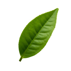 Obraz premium Realistic Isolated PNG Green Tea Leaf on Black Background