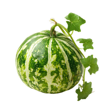  Cochinchin Gourd [Transparent Background PNG].