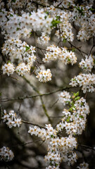 white flowers on a tree