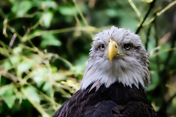 american bald eagle