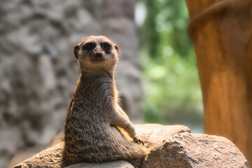 meerkat on the lookout