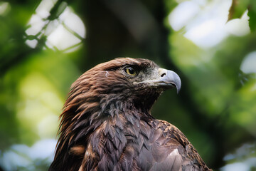 close up of a eagle