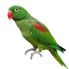 Photorealistic Isolated Green Parrot on Black Background