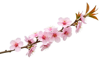 Photo Pink Flowers Blooming Branch Isolated