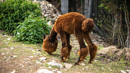 a pair of alpaca