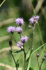 Field thistle plants are blooming in nature in sunny summer day.