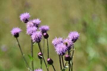 Field thistle plants are blooming in nature in sunny summer day.