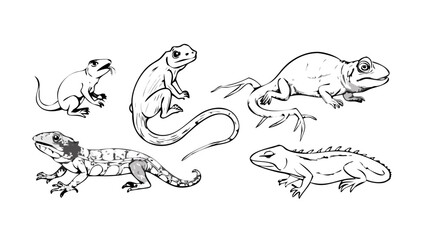 animals-included--snake--lizard--frog--toad--gecko.svg