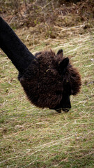alpaca in the field