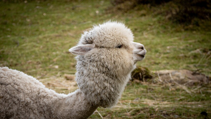 alpaca in the grass