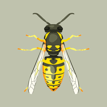 vector wasp illustration realistic hand drawn