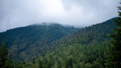 forest in the mountains