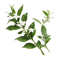 White Cestrum Nocturnum Flowers and Leaves