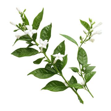 White Cestrum Nocturnum Flowers and Leaves