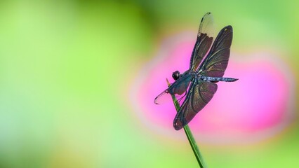 dragonfly on a flower