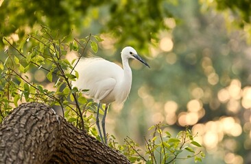 great white heron ardea cinerea