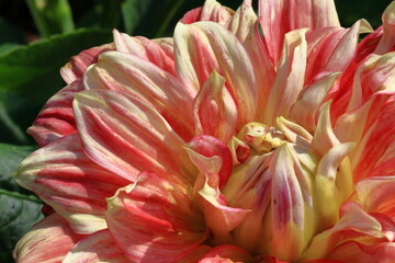 色鮮やかな大輪