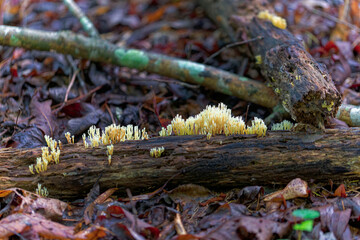 A close-up view of vibrant coral fungi growing on a decaying log in a damp forest environment. The creamy yellow fungi, likely from the Ramaria or Clavulinopsis genus,