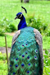 Obraz premium Vibrant Peacock Displaying Colorful Plumage in Natural Setting