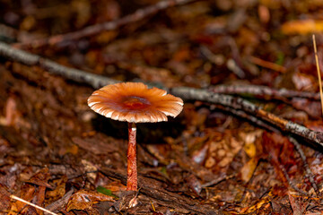 Solitary Brown Mushroom in Autumn Forest. A single brown mushroom with a textured cap and slender stem growing among damp leaves and twigs on the forest floor in autumn. 