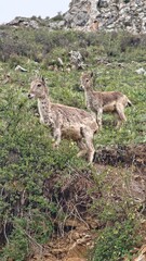 deer in the woods