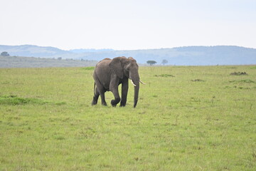 Fototapeta premium Elephant roaming the vast plains of the Maasai Mara National Reserve, Kenya
