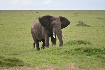 Fototapeta premium Elephant roaming the vast plains of the Maasai Mara National Reserve, Kenya