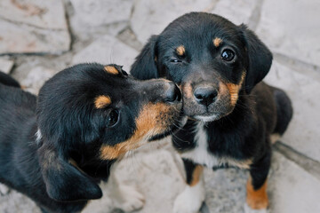 Two cute puppies with black and brown fur are looking up with wide eyes, creating a heartwarming scene