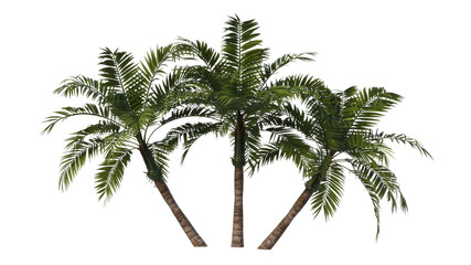 Fototapeta premium Three Lush Palm Trees on a Transparent Background - Tropical Paradise