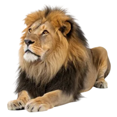 Selbstklebende Fototapeten Löwe Majestic male lion lying down isolated on transparent background  © Rehena