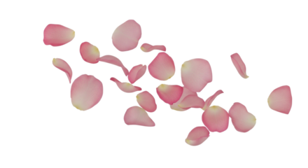 Pink rose petals scattered gracefully, transparent background, cutout PNG