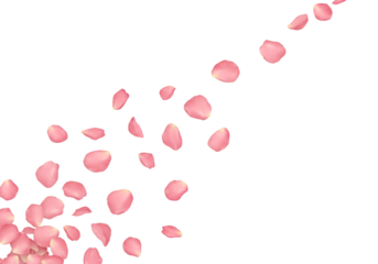 Realistic Illustration Pink Rose Petals Falling on Transparent Background