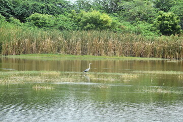 Bird of Serenity A Crane's Reflection in Calm Waters