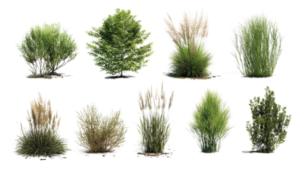 Collection of diverse greenery plants isolated on transparent background