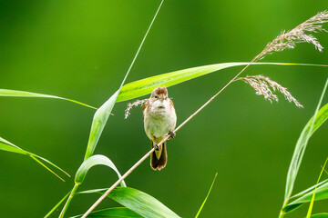 Warbler Sits On Branch