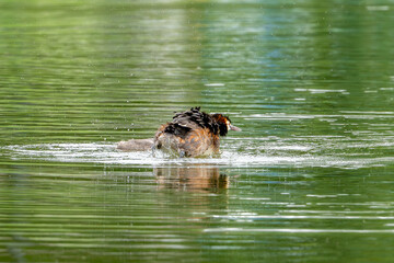 Great Crested Grebe